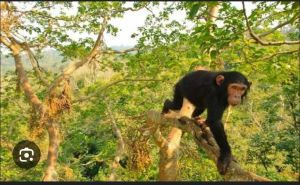chimpanzee at kibale park